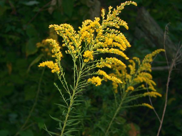 Tall goldenrod with a tassel on top (photo by Kate St. John)