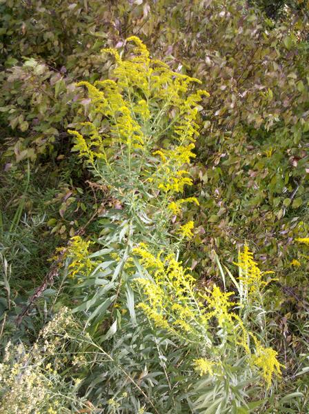 A tall and bushy goldenrod, Schenley Park (photo by Kate St. John)