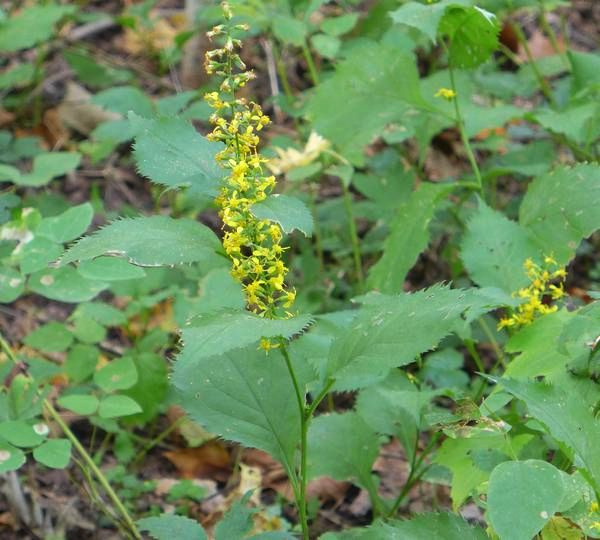 A goldenrod at Cedar Creek in 2015 (photo by Kate St. John)