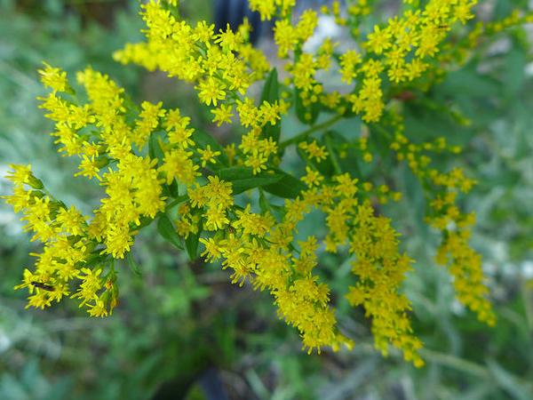 Goldenrod at Mount Dessert Island, Maine (photo by Kate St. John)