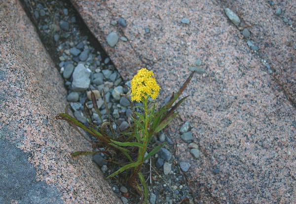 Goldenrod in a rock, Acdia National Park, Maine (photo by Kate St. John)