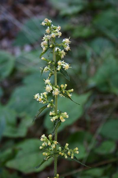 White goldenrod in Maine (photo by Kate St.John)