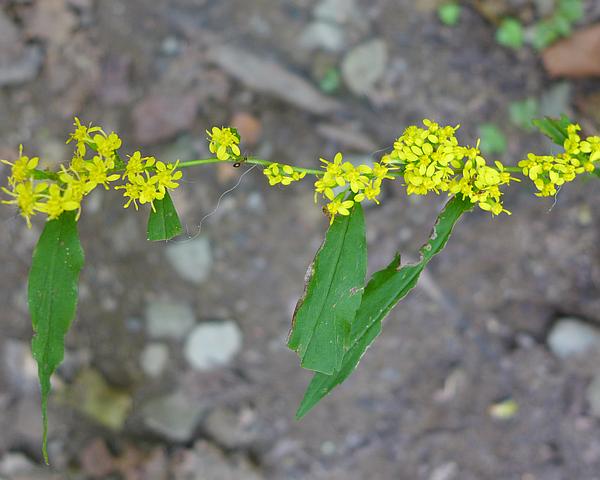 Perhaps this is blue-stemmed or wreath goldenrod (photo by Kate St.John)