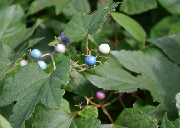 Porcelain berries (photo by Kate St. John)