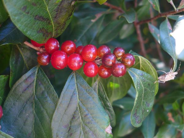 Amur honeysuckle fruits (photo by Kate St.John)