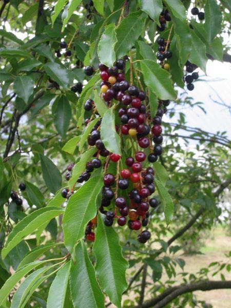 Black cherry fruits and leaves (photo from Wikimedia Commons)