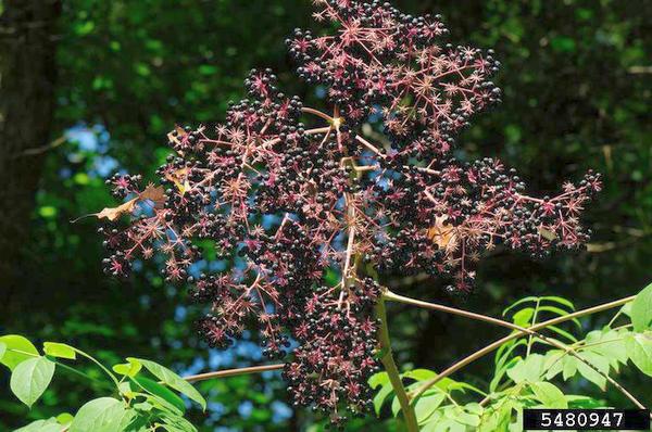 Fruits of Devil's Walkingstick (photo by Vern Wilkins, Indiana University, Bugwood.org)