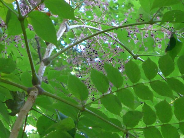 Fruit has been mostly eaten from Devils Walking Stick, 25 Sept 2017 (photo by Kate St. John)