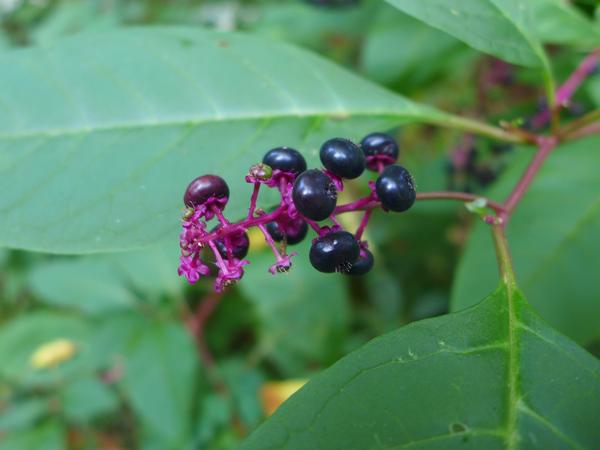 Ripe Pokeberries (photo by Kate St.John)