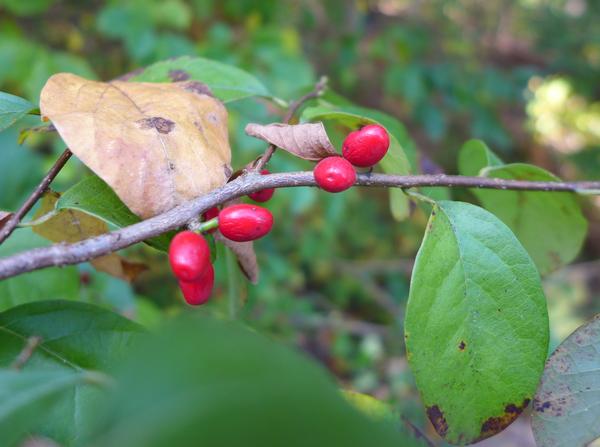 Spicebush berries (photo by Kate St. John)