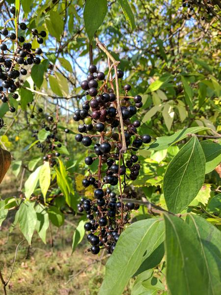 Wild grapes (photo by Kate St. John)