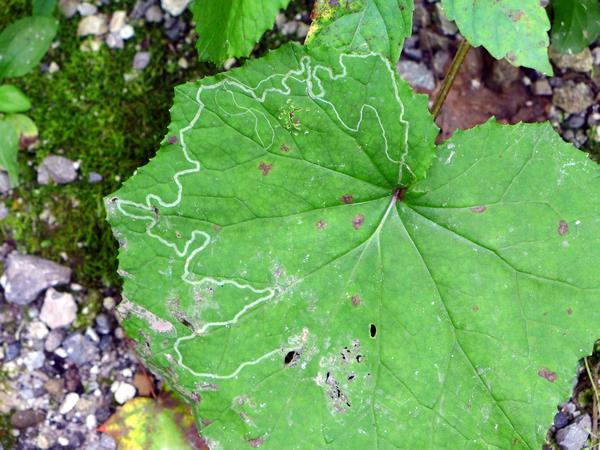 Leaf miner on coltsfoot (photo by Kate St. John)