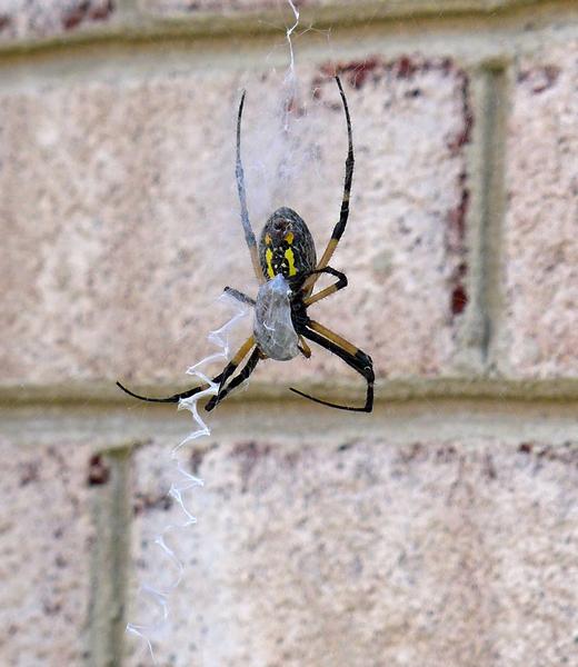 Yellow garden spider with prey (photo by Kate St.John)