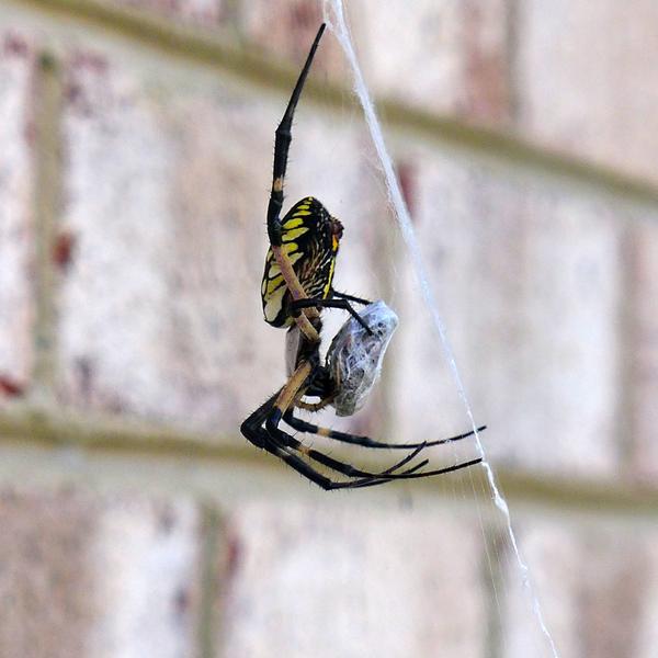 Yellow garden spider female with prey (photo by Kate St.John)