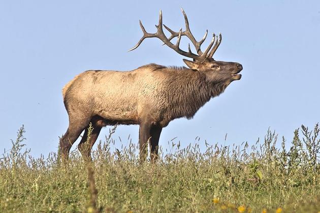 Elk bugling in Elk County, Pennsylvania (photo by Paul Staniszewski)