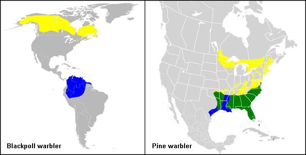 Range maps for Blackpoll and Pine warblers (maps from Wikimedia Commons) Colors: yellow=breeding, blue=wintering, green=year-round