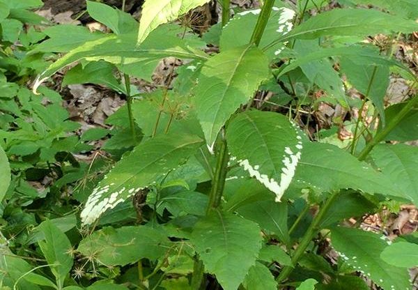 Wingstem leaves turning white. Why? (photo by Kate St. John)