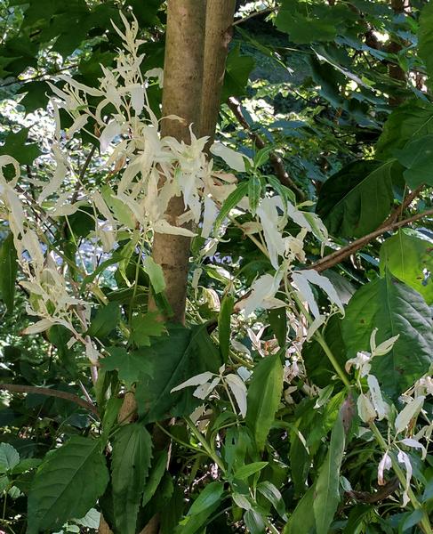 Leaves in distress: top is white, 31 July 2017 (photo by Kate St. John)