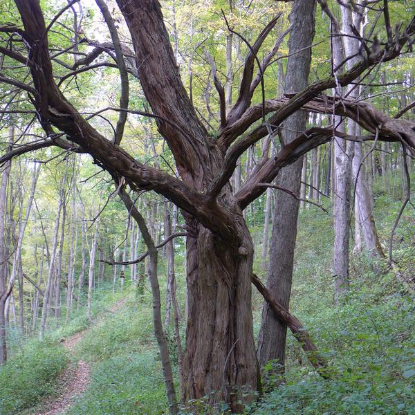 An old dead "Wolf Tree" at Cedar Creek Park (photo by Kate St.John)