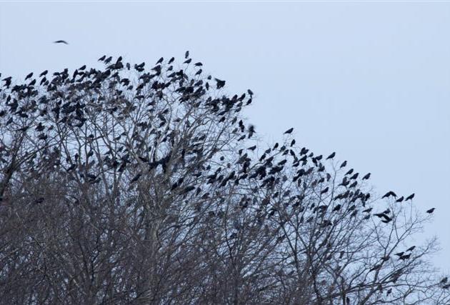 American crows flock in Schenley Park, January 2017 (photo by Mike Fialkovich)
