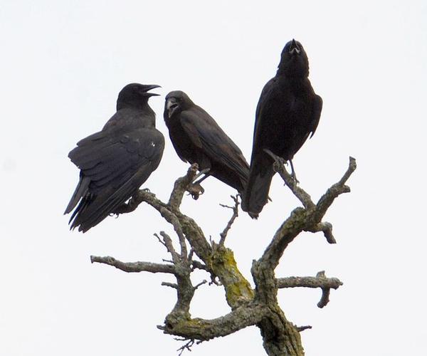 American crows (photo by CheepShot via Wikimedia Commons)