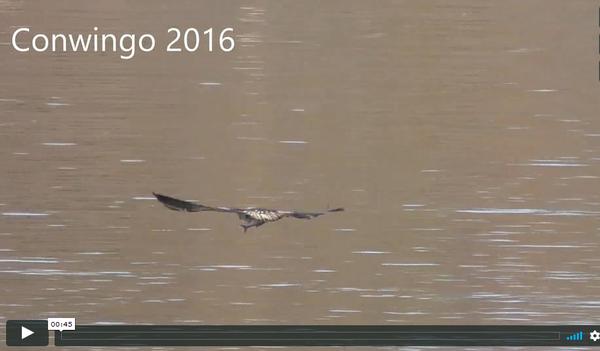 Screenshot of video, bald eagles at Conowingo Dam, fall 2016 (from video by Gerry Devinney)