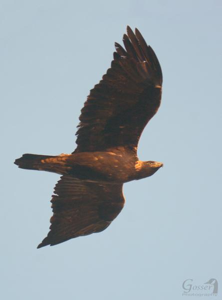 Golden eagle at Allegheny Front Hawk Watch, 1 Nov 2016 (photo by Steve Gosser)