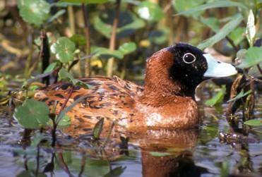 Masked duck, Nomonyx dominicus (phot from Wikimedia Commons)