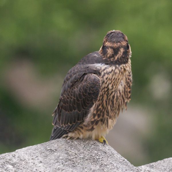 Juvenile peregrine falcon, Univ. of Pittsburgh, 2016 (photo by Peter Bell)