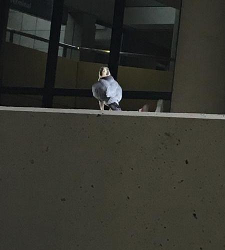 Peregrine at Landside Arrivals area, Pittsburgh International Airport, 9 Oct 2017 (photo by Becky Shott)