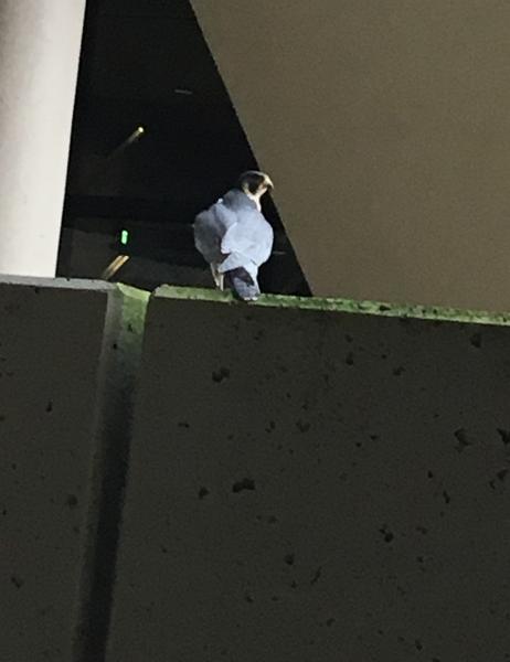 Peregrine at Landside Arrivals area, Pittsburgh International Airport, 9 Oct 2017 (photo by Becky Shott)