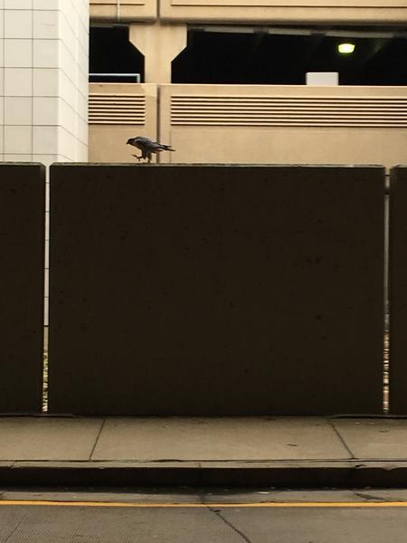 Peregrine walking the wall at Pittsburgh airport Arrivals, 9 Oct 2017 (photo by Becky Shott)