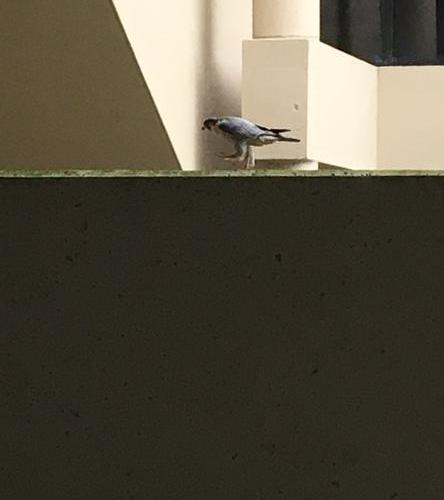 Peregrine walking the wall at Pittsburgh airport Arrivals, 9 Oct 2017 (photo by Becky Shott)