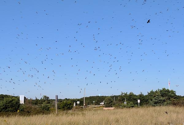 Thousands of tree swallows and one falcon with prey, West Dennis Beach, MA, 1 Oct 2017 (photo by Kate St.John)
