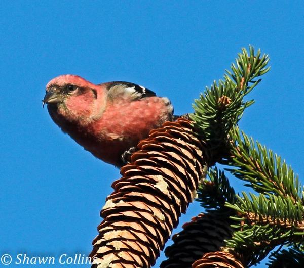 White-winged crossbill, 2012 (photo by Shawn Collins)