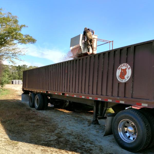 A man monitors the machinery as cranberries tumble into the truck (photo by Rick St. John)