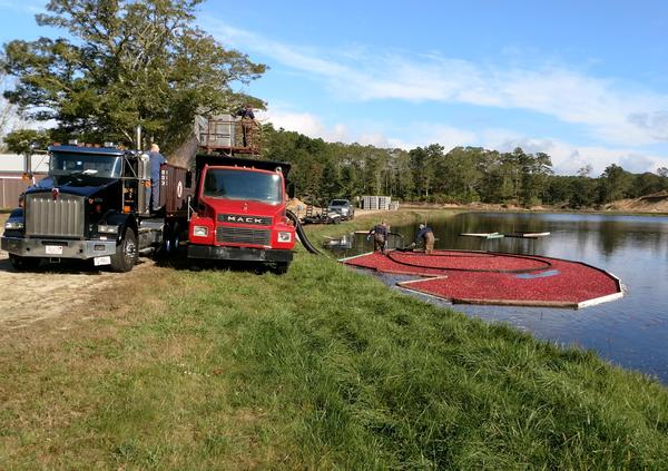 Cranberry harvest at Cape Cod: the berries are lifted into the truck on the left (photo by Rick St. John)