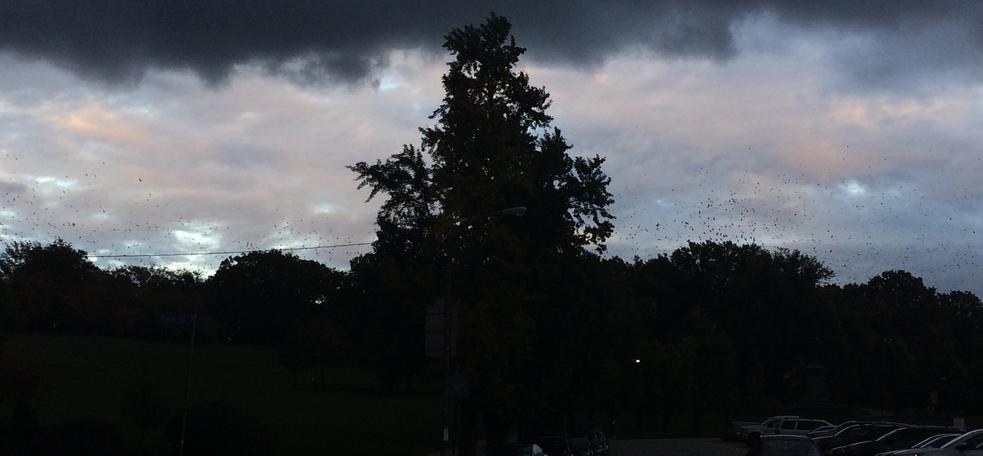 Flock of crows flying toward CMU at dusk, 23 Oct 2017, 6:07pm (photo by Michelle Kienholz)