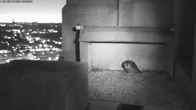 Peregrines at the Gulf Tower nest box, 2 Oct 2017, 6:26am (snapshot from the National Aviary falconcam)