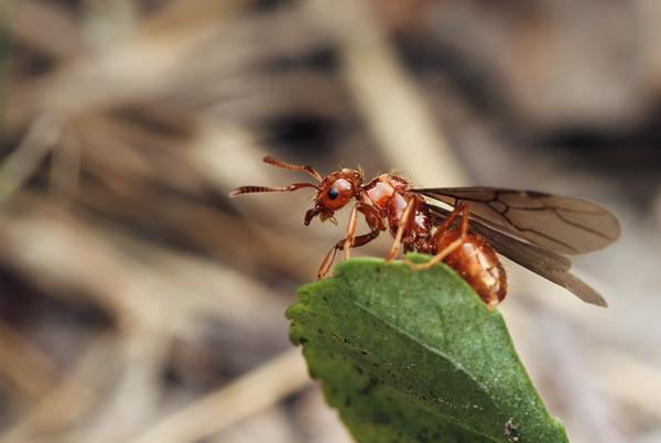 Citronella ant, Lasius interjectus, with wings (photo by Alex Wild via SmugMug)