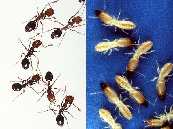 Compare body shape of two wingless insects: fireants and eastern subterranean termites (photos from Wikimedia Commons)