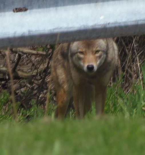 Coyote in Greenfield, October 2017 (photo by Crystal Barry)