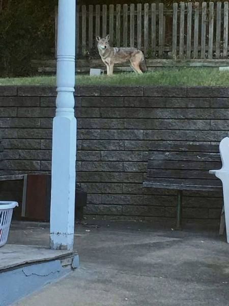 Coyote in the City of Pittsburgh, October 2017 (photo by Luanne Lavelle)