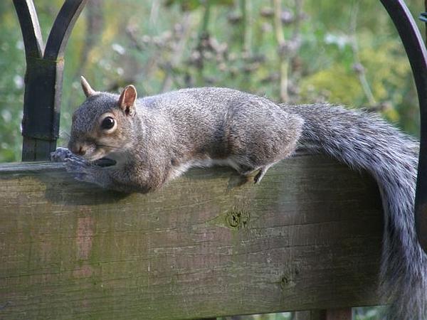 Eastern gray squirrel (photo by Marcy Cunkelman)