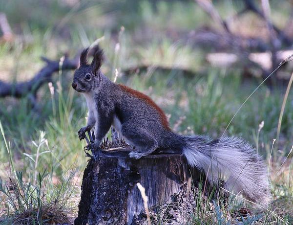 Abert's squirrel (photo by Tom Benson, Creative Commons license on Flickr)