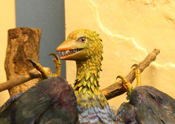  Model of Archaeopteryx on display at Geneva natural history museum (image via Wikimedia Commons)