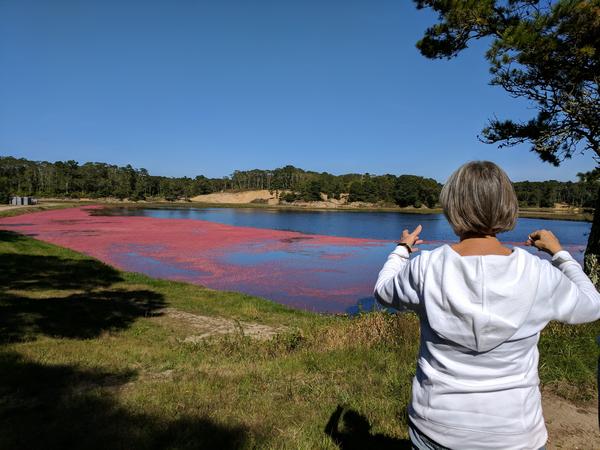 My sister-in-law describes how the floating cranberries are gathered (photo by Kate St. John)