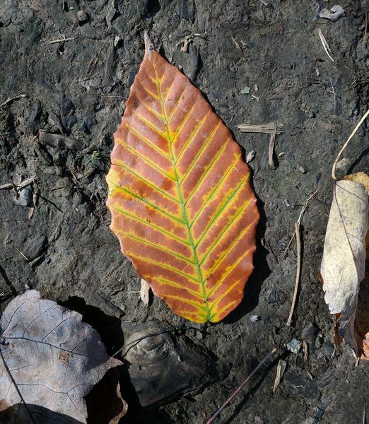 American beech leaf, 17 October 2017 (photo by Kate St. John)