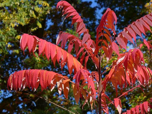Staghorn sumac in early November 2016 (photo by Kate St.John)