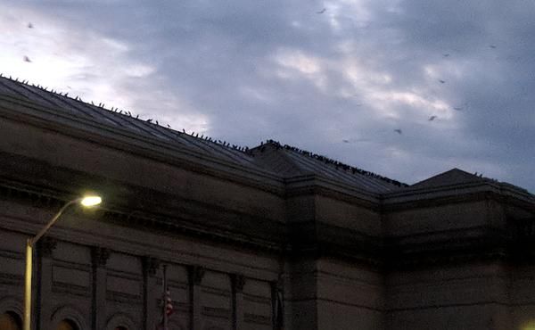 American crows gather on the roof of Carnegie Museum, Nov 2017 (photo by Kate St. John)